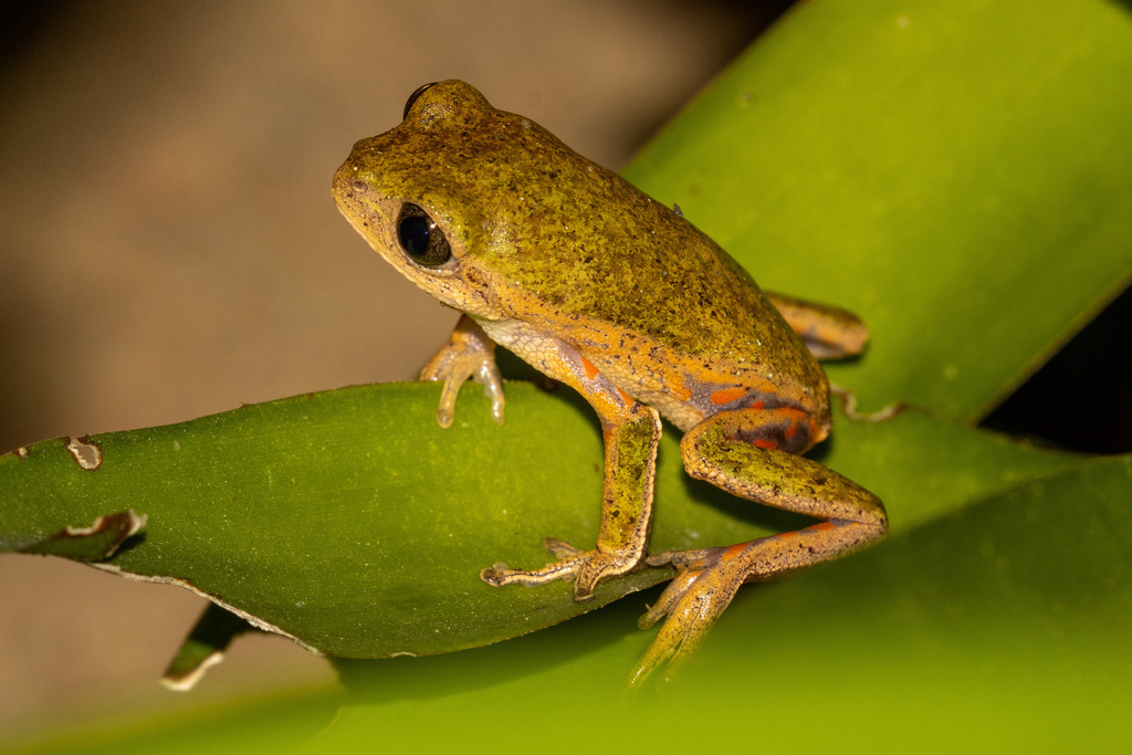 Rohde's Leaf Frog