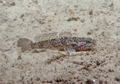 Callogobius mucosus