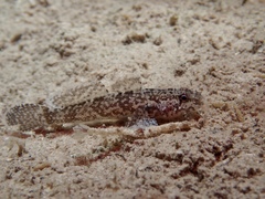 Callogobius mucosus