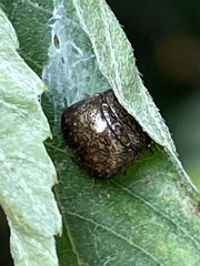 Megacopta punctatissima