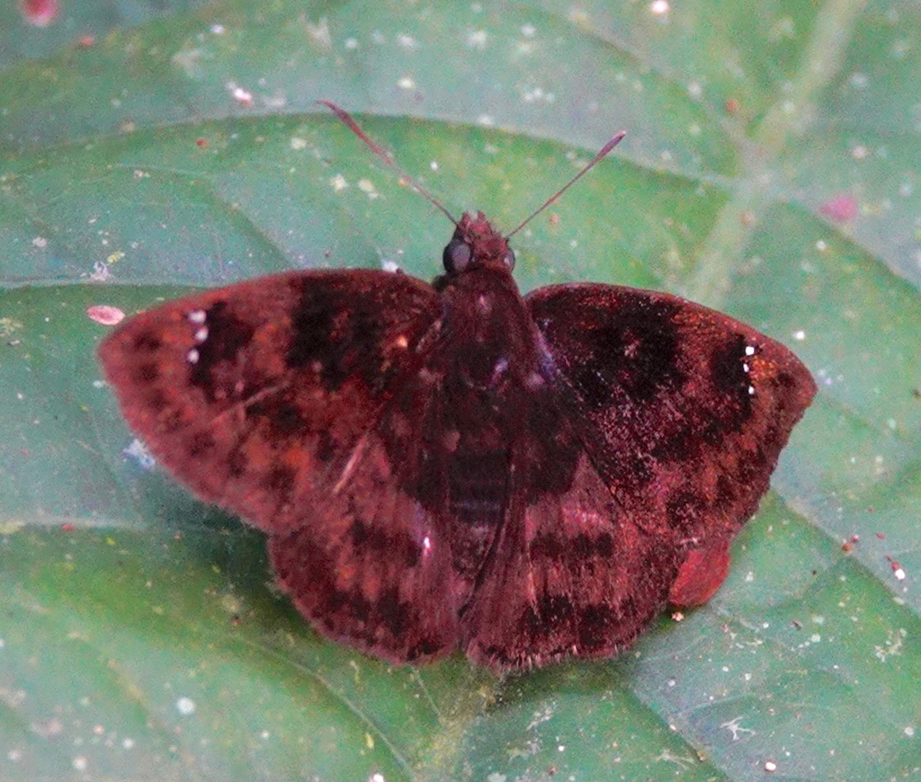 Nisoniades bessus