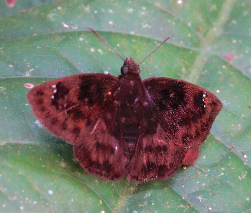 Nisoniades bessus