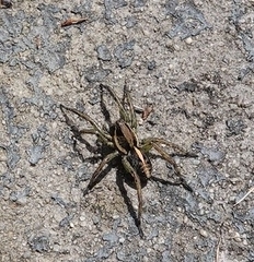 Artoriopsis