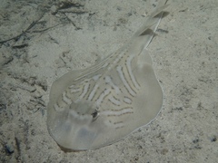 Trygonorrhina dumerilii