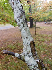 Celtis tenuifolia