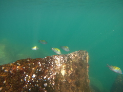 Abudefduf troschelii