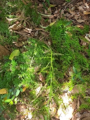 Asparagus aethiopicus