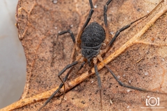 Eumesosoma