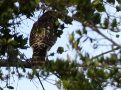 Buteo lineatus elegans