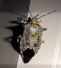 Alcaeorrhynchus grandis