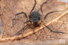 Eumesosoma
