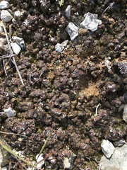Nostoc commune