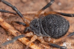 Eumesosoma