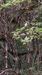 Rhododendron mariesii