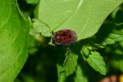 Chelymorpha gressoria