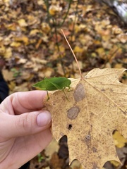Amblycorypha