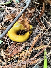 Ariolimax dolichophallus