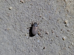 Hoplia