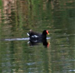 Gallinula chloropus meridionalis