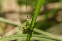 Conocephalus longipes