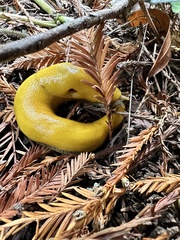 Ariolimax dolichophallus