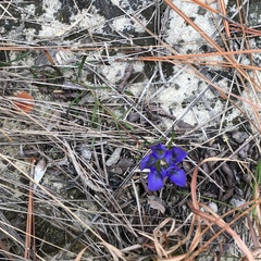 Gentiana autumnalis