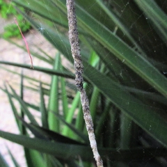 Cyclosa machadinho