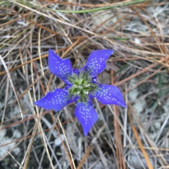 Gentiana autumnalis
