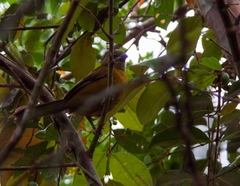 Ramphocelus passerinii