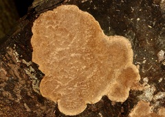 Steccherinum ochraceum