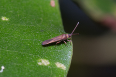 Perissonemia sodalis