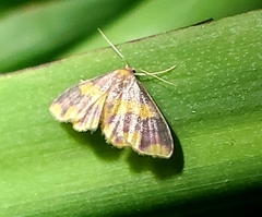 Lophosis labeculata