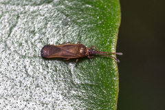 Perissonemia sodalis