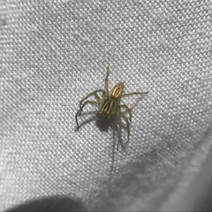 Oxyopes