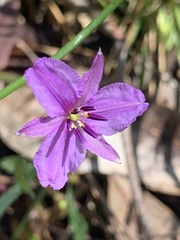 Arthropodium strictum