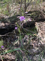 Arthropodium strictum