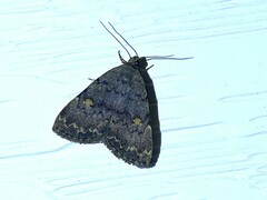 Idia diminuendis