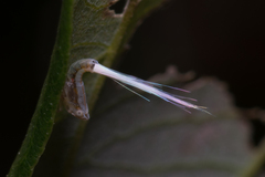 Scolypopa australis
