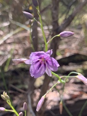 Arthropodium strictum