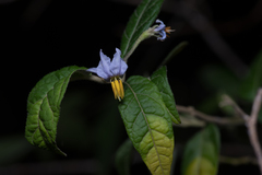 Solanum stelligerum
