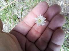 Hypochaeris albiflora