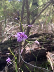 Arthropodium strictum