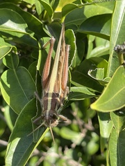 Patanga japonica