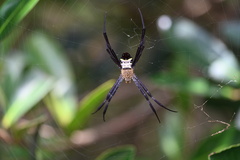 Argiope vietnamensis