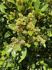 Cryptocarya triplinervis