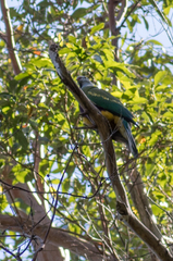 Ptilinopus magnificus