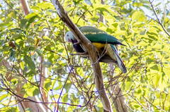 Ptilinopus magnificus