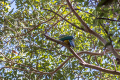 Ptilinopus magnificus