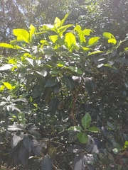 Lophostemon confertus