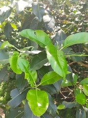 Lophostemon confertus